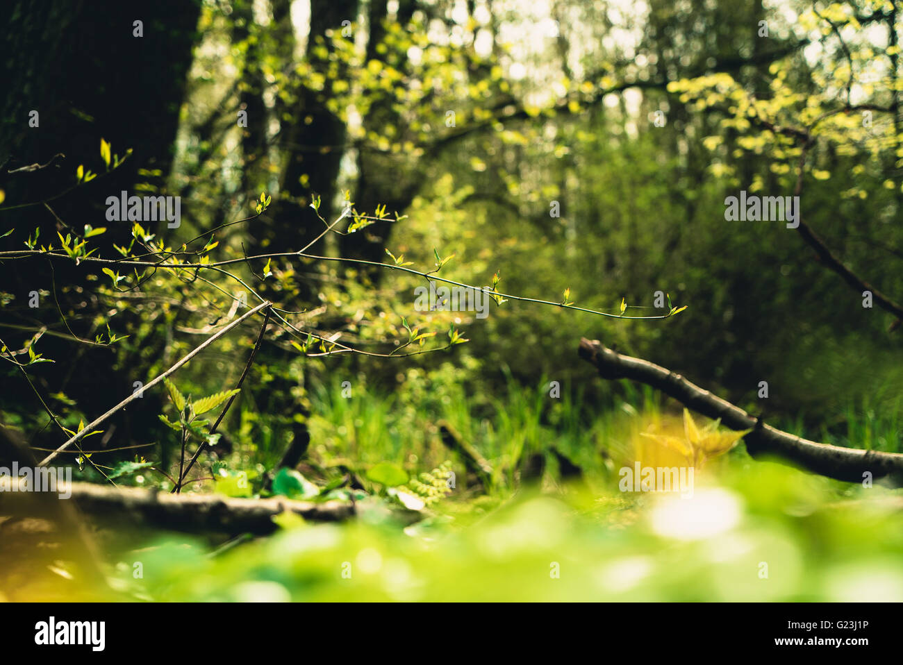 in the forest Stock Photo - Alamy