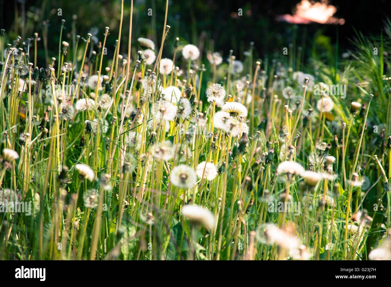 Dandelion field hi-res stock photography and images - Alamy