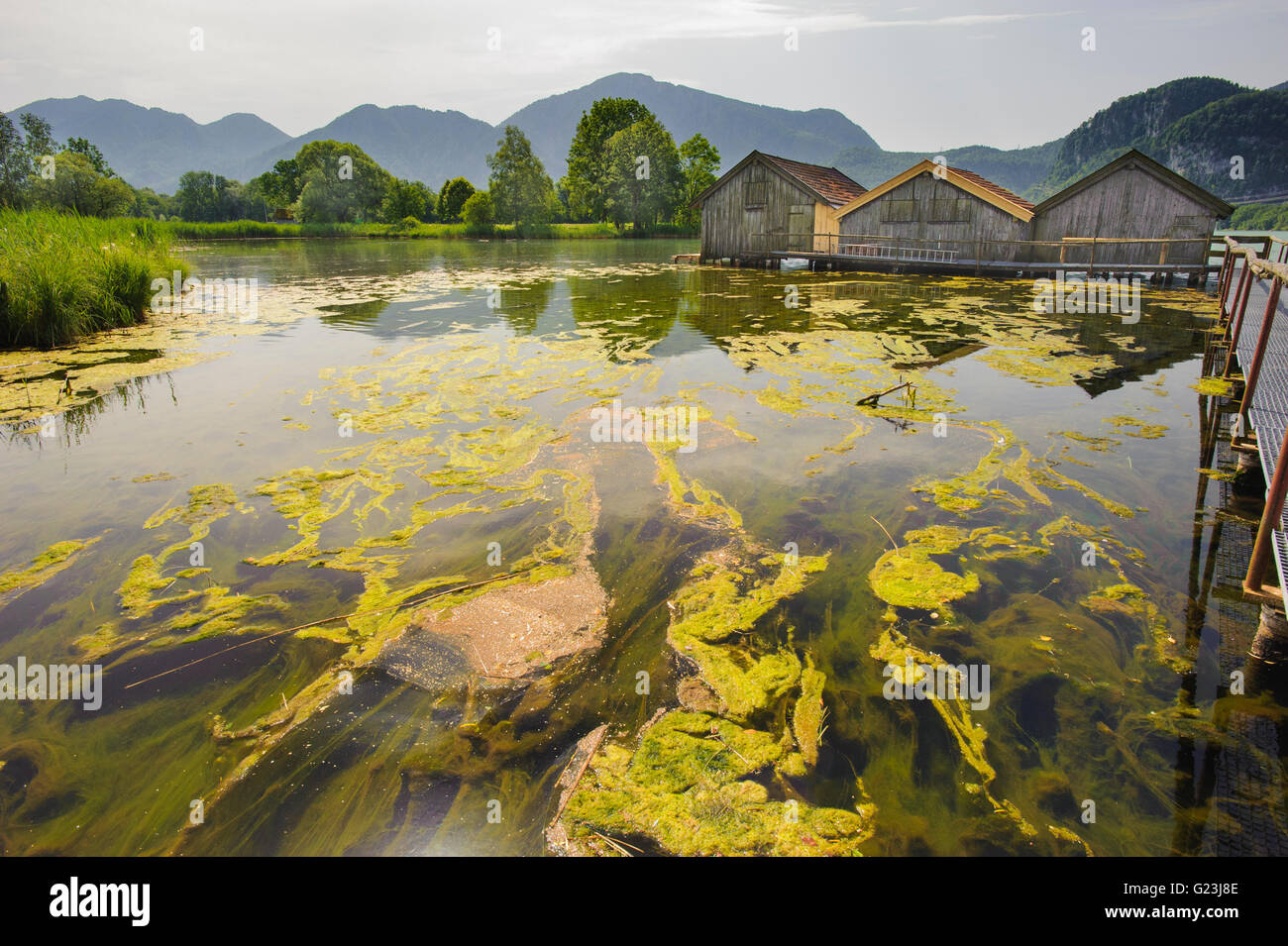 algae bloom in lake in Bavaria Stock Photo