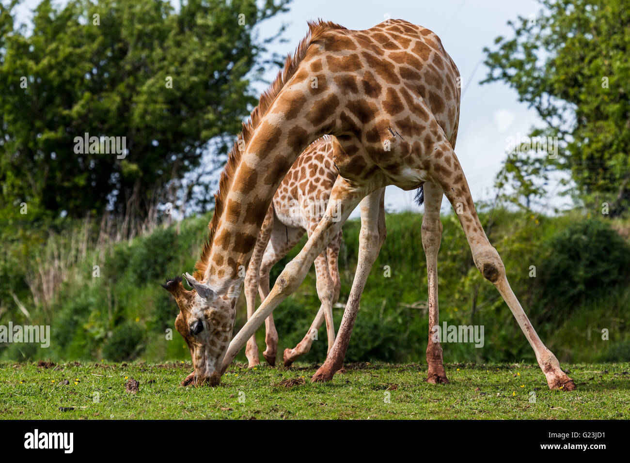A giraffe stretches out its front legs to chew on the grass at the South Lakes Zoo in Cumbria. Stock Photo