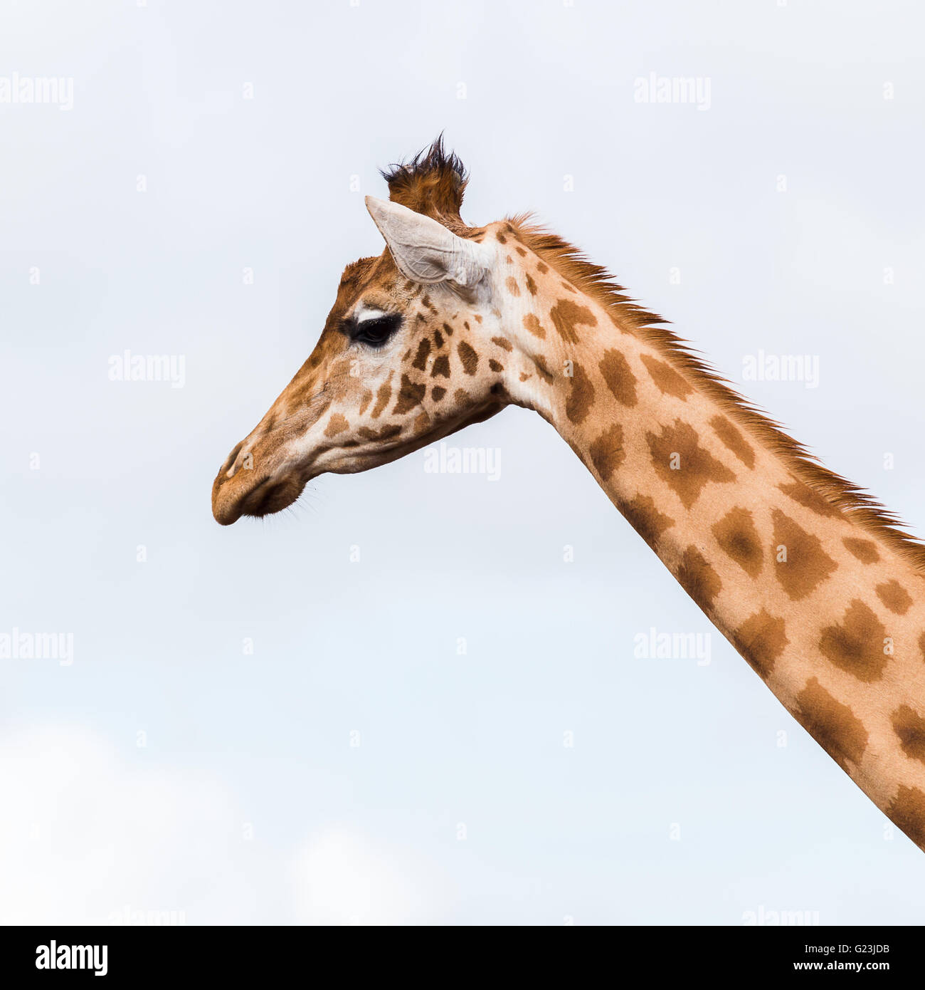 Square crop of a giraffe at the South Lakes Zoo in Cumbria. Stock Photo
