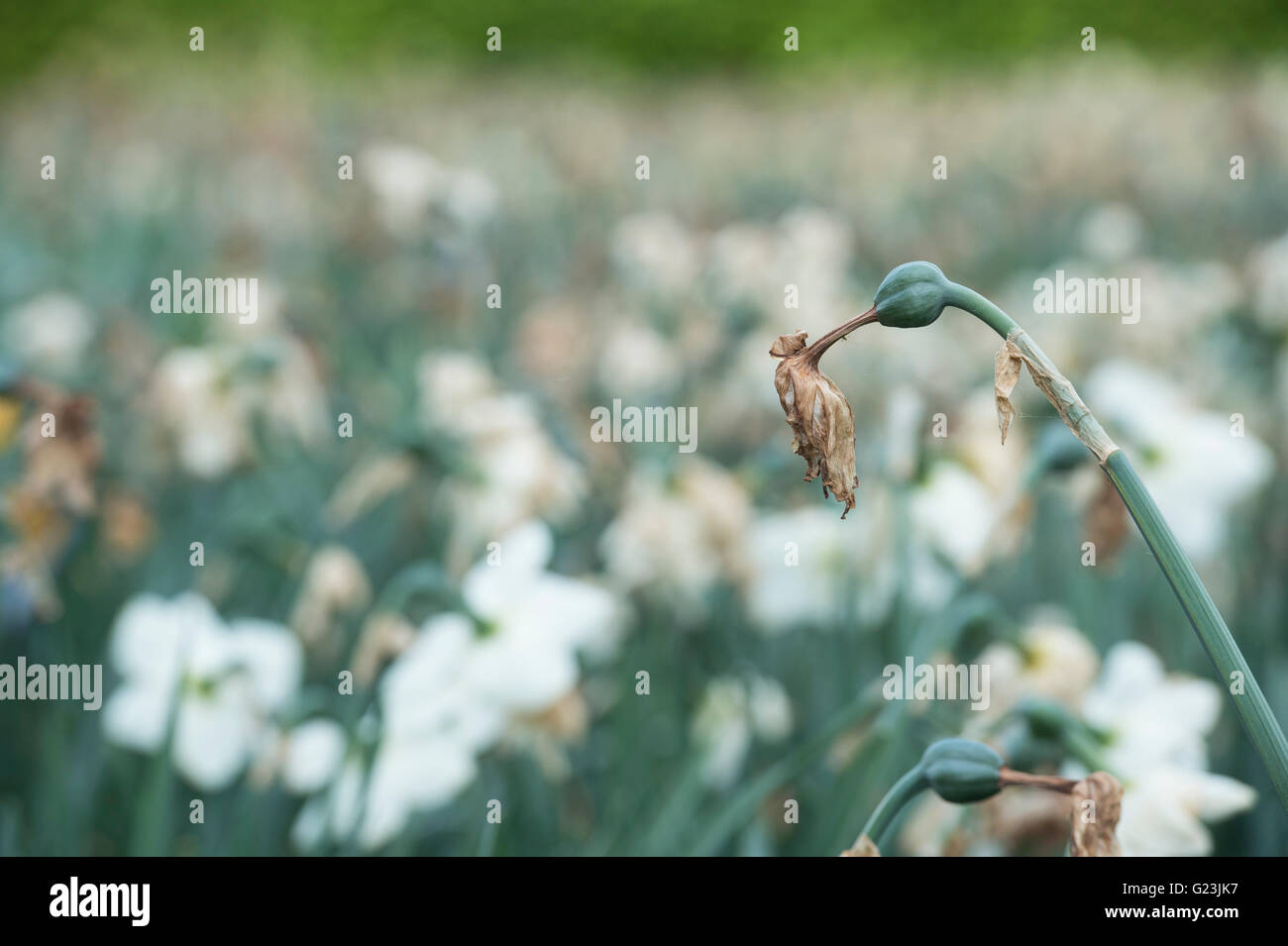 Removing dead flowers from garden hires stock photography and images
