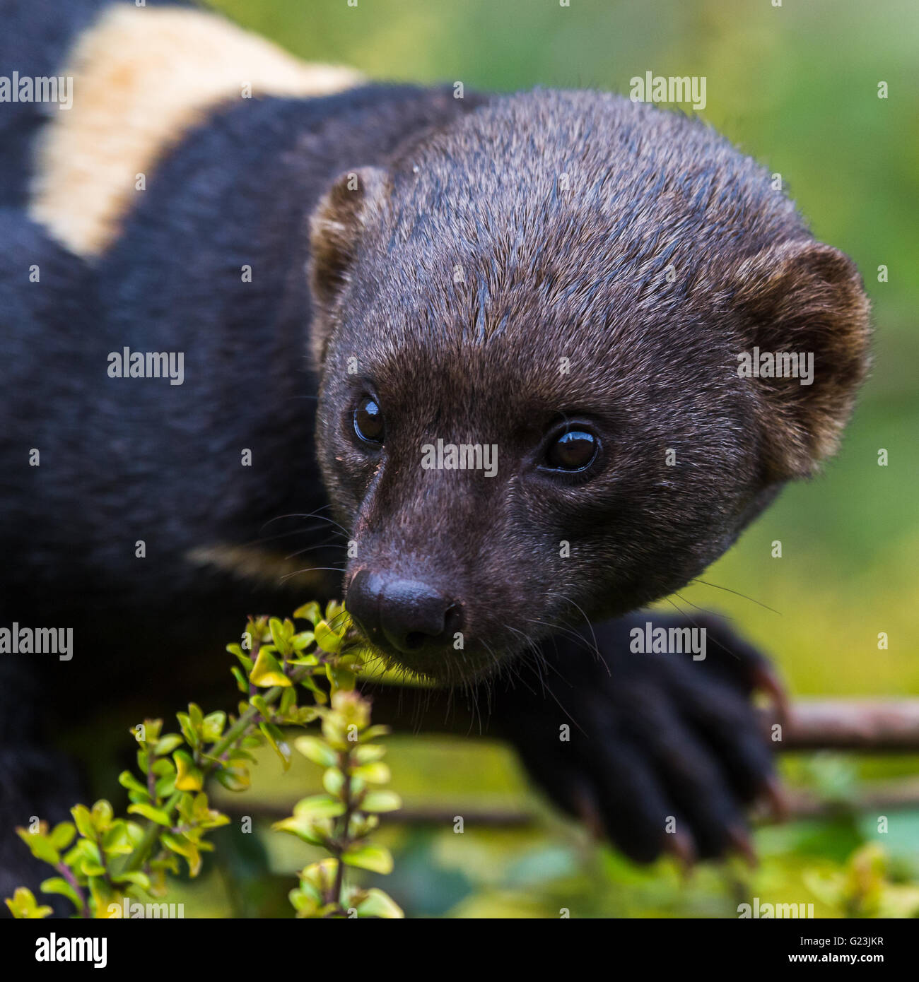 A Tayra (from the weasel family) lying on a branch of a large bush at the South Lakes Zoo in Cumbria. Stock Photo