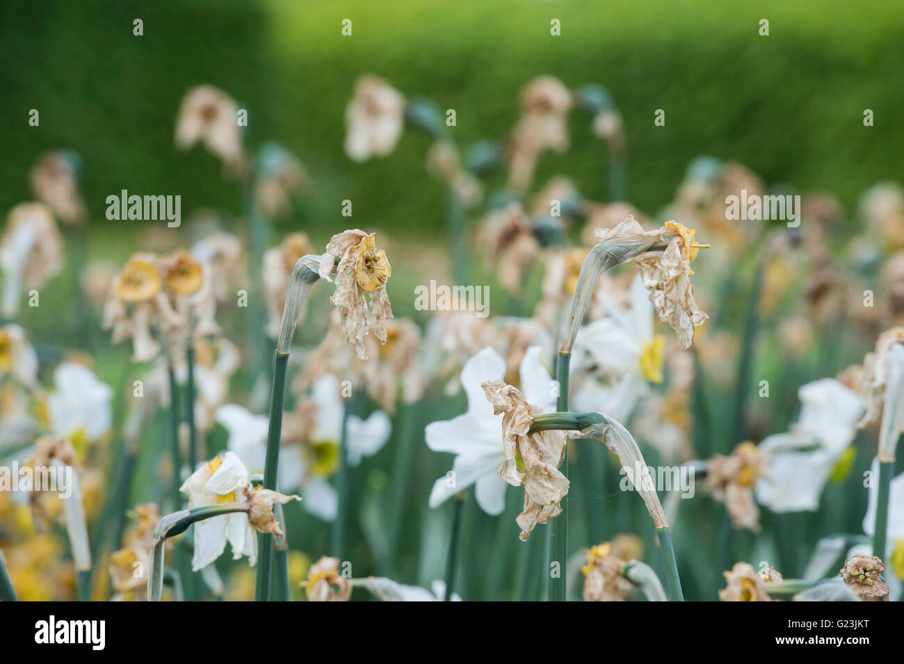 Removing dead flowers from garden hires stock photography and images