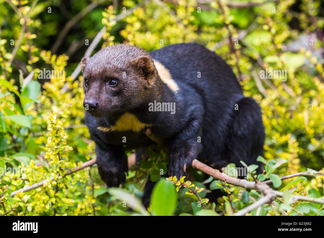 A Tayra (from the weasel family) lying on a branch of a large bush at the South Lakes Zoo in Cumbria. Stock Photo