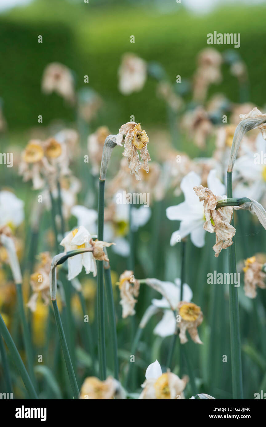 Removing dead flowerheads hires stock photography and images Alamy