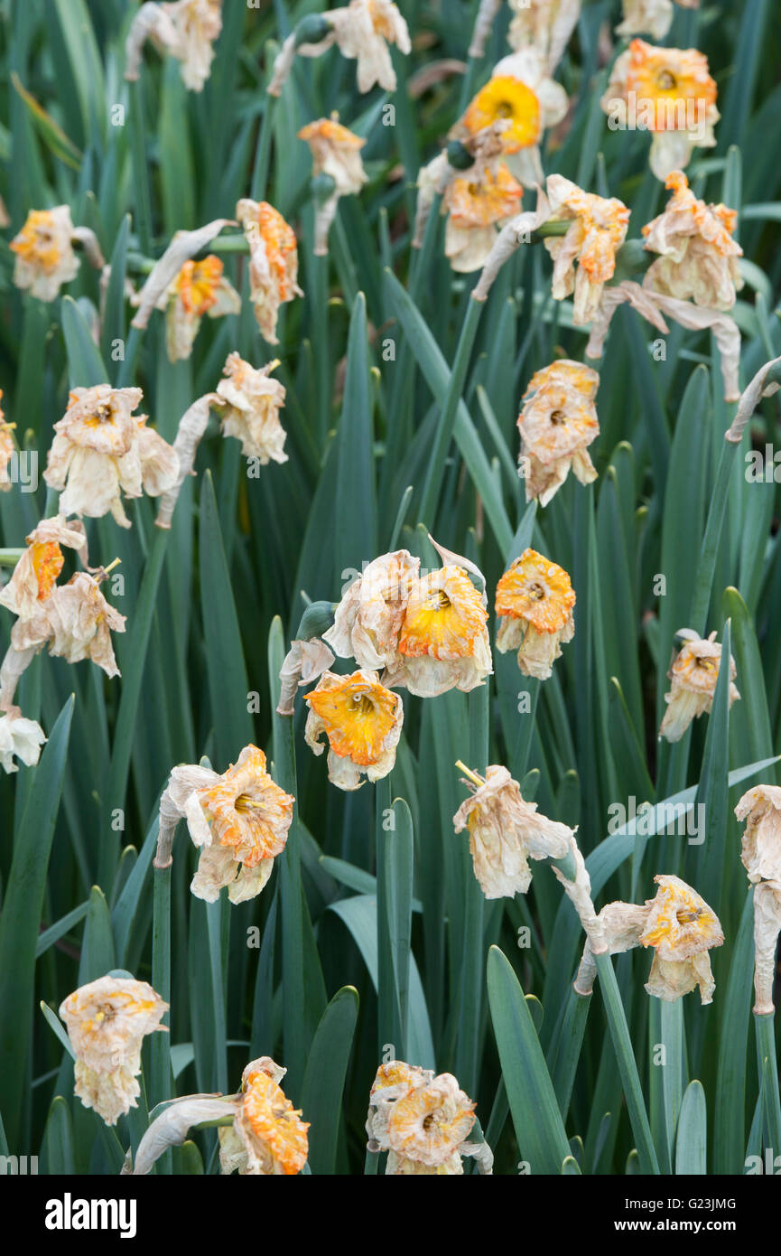 Dead daffodil flowers in a garden. UK Stock Photo Alamy