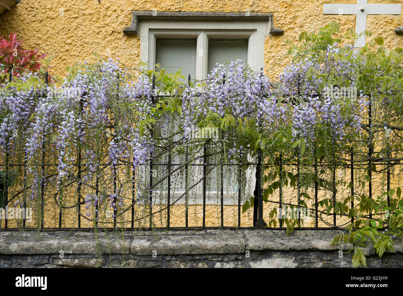 Flowering wisteria on the fence of a yellow house in Castle Combe,  Chippenham, Wiltshire, England Stock Photo - Alamy