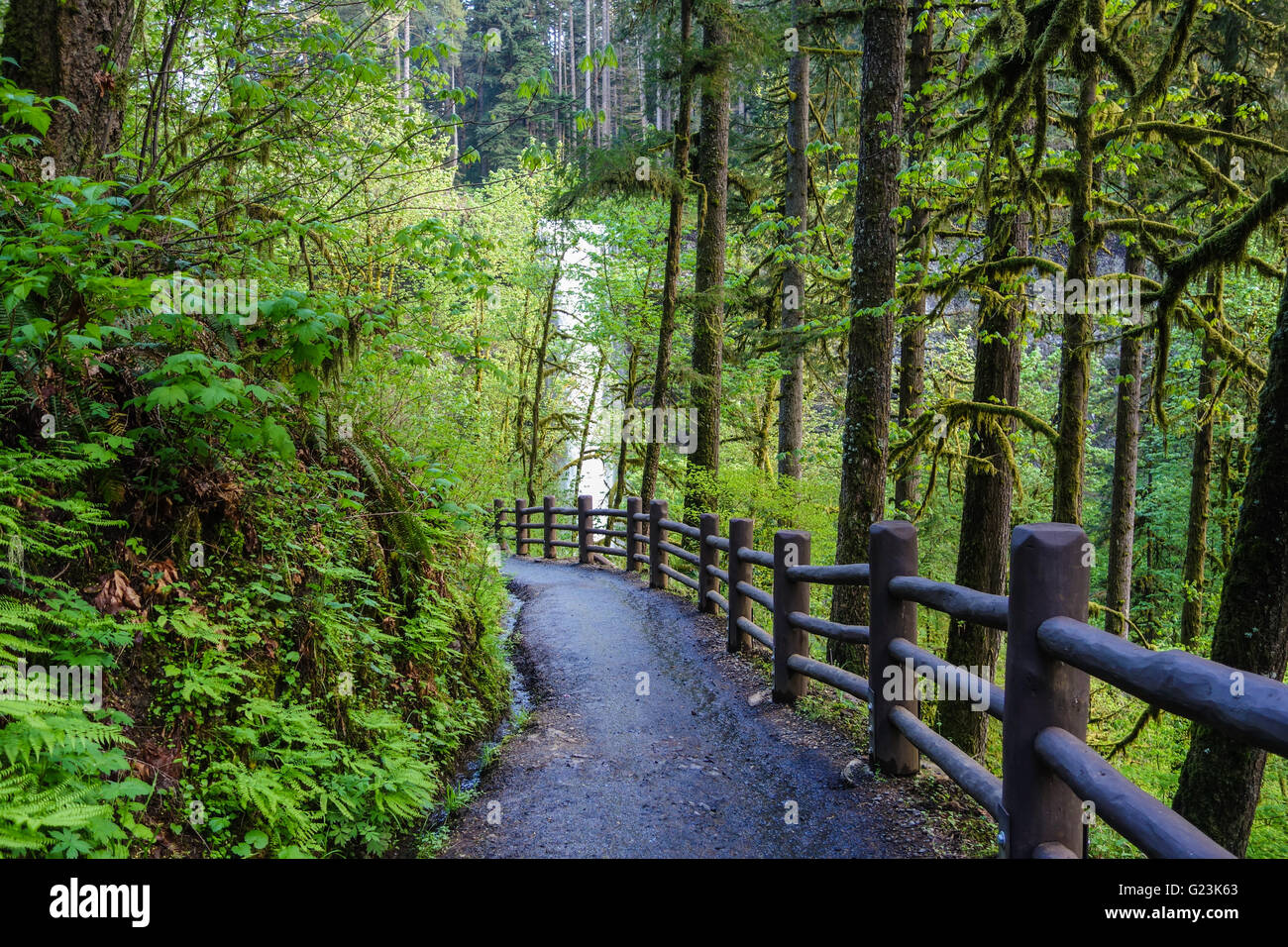 Silver falls state park hiking trail Stock Photo Alamy