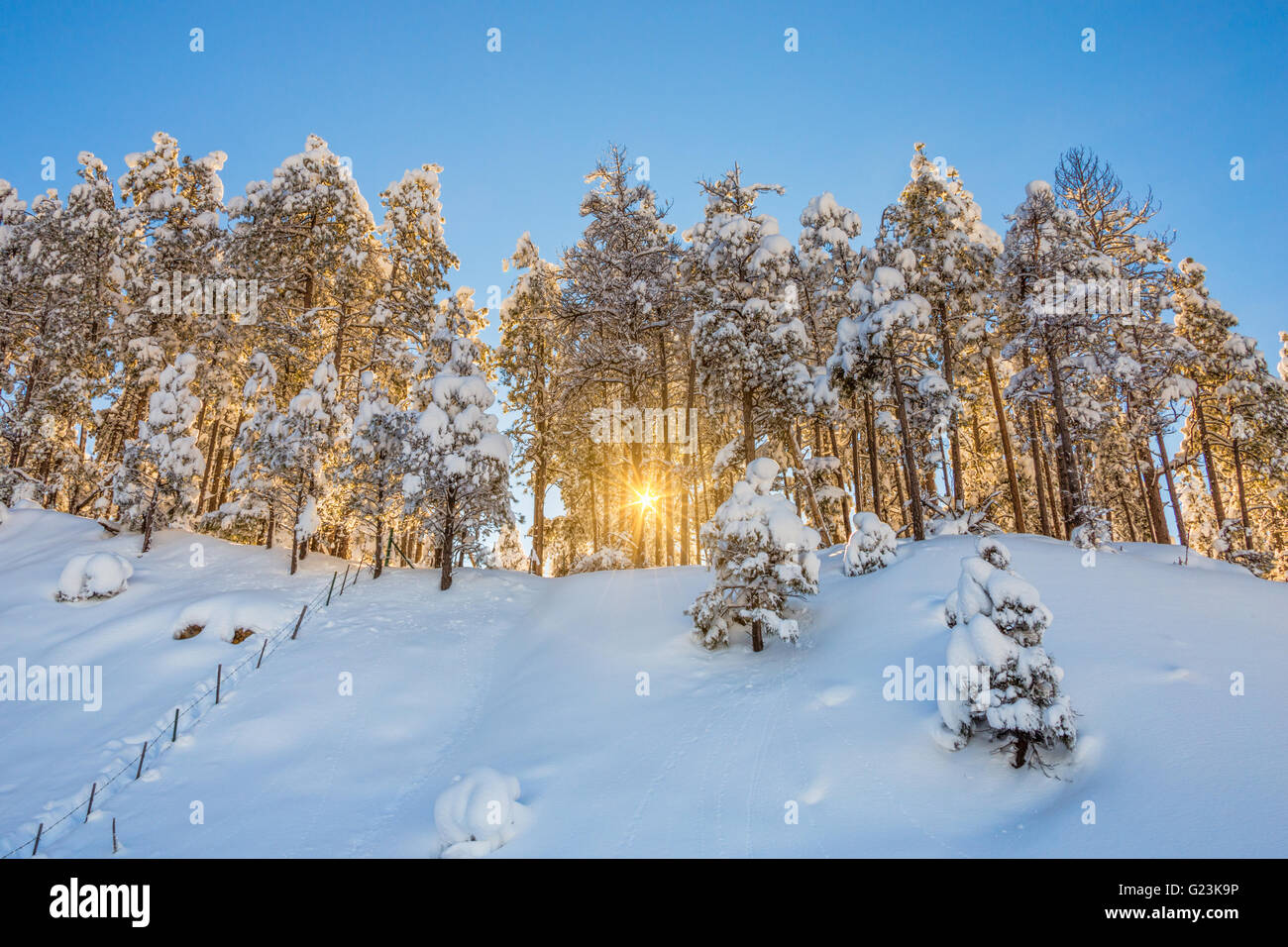 Winter sunrise through a snowy forest against a clear blue sky in Flagstaff, Arizona, USA Stock Photo
