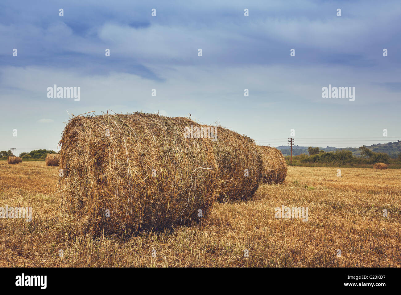 Dry hay and straw bales in the field in Transylvania, Romania Stock
