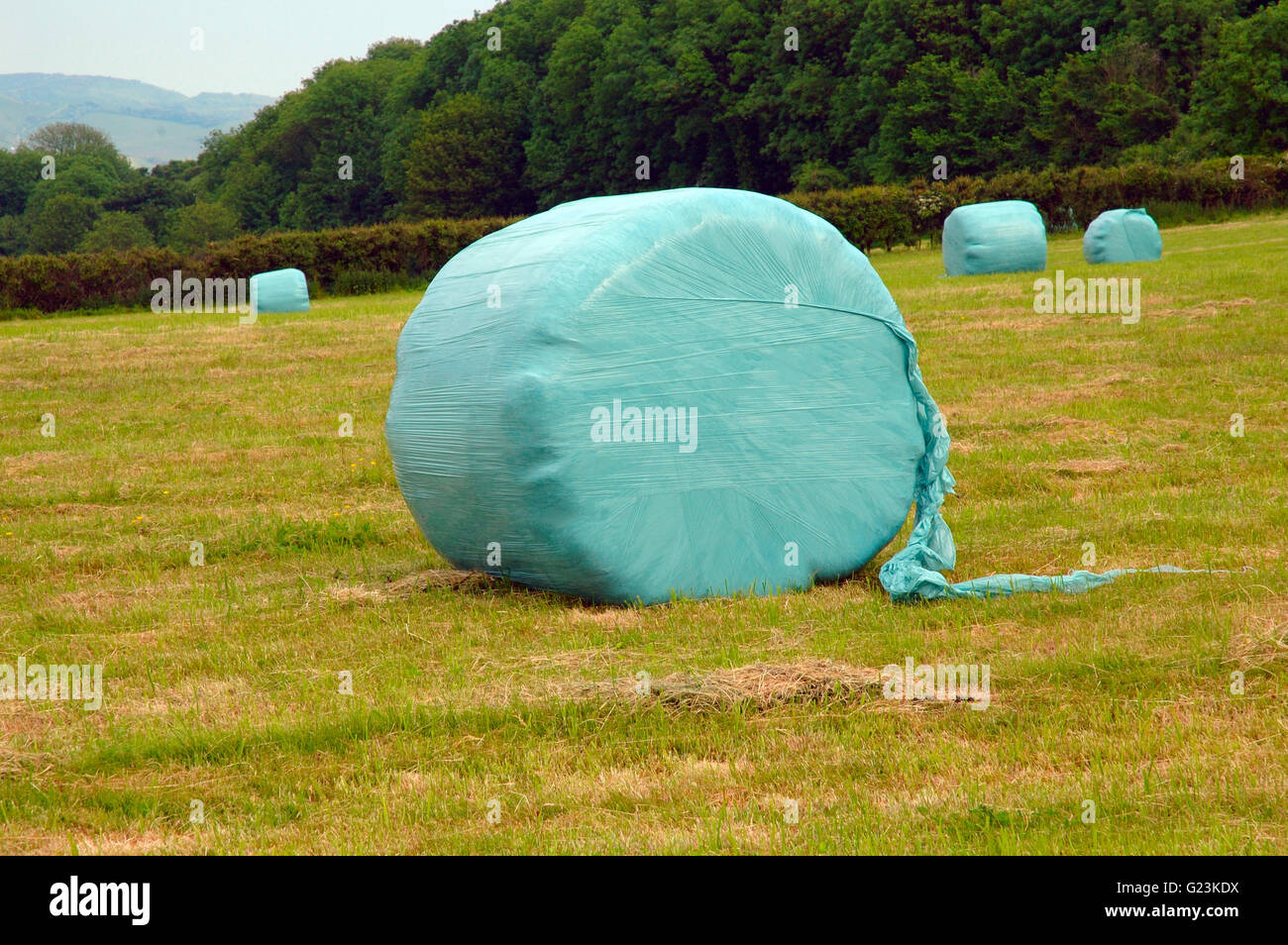 Plastic Covering Straw Bale, Downs, Isle of Wight, England, UK,GB Stock