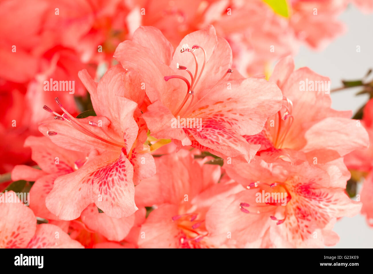 Background of salmon pink azalea flowers close up. Stock Photo
