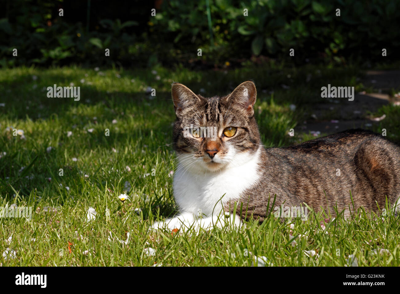 Tabby cat sitting in dappled sun or shade in a garden. Stock Photo