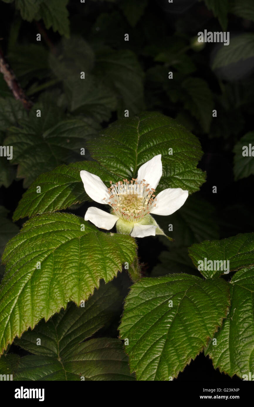Tayberry flower, close up. Hybrid Berry, mix of a blackberry and a raspberry. Variety = Buckingham. Stock Photo