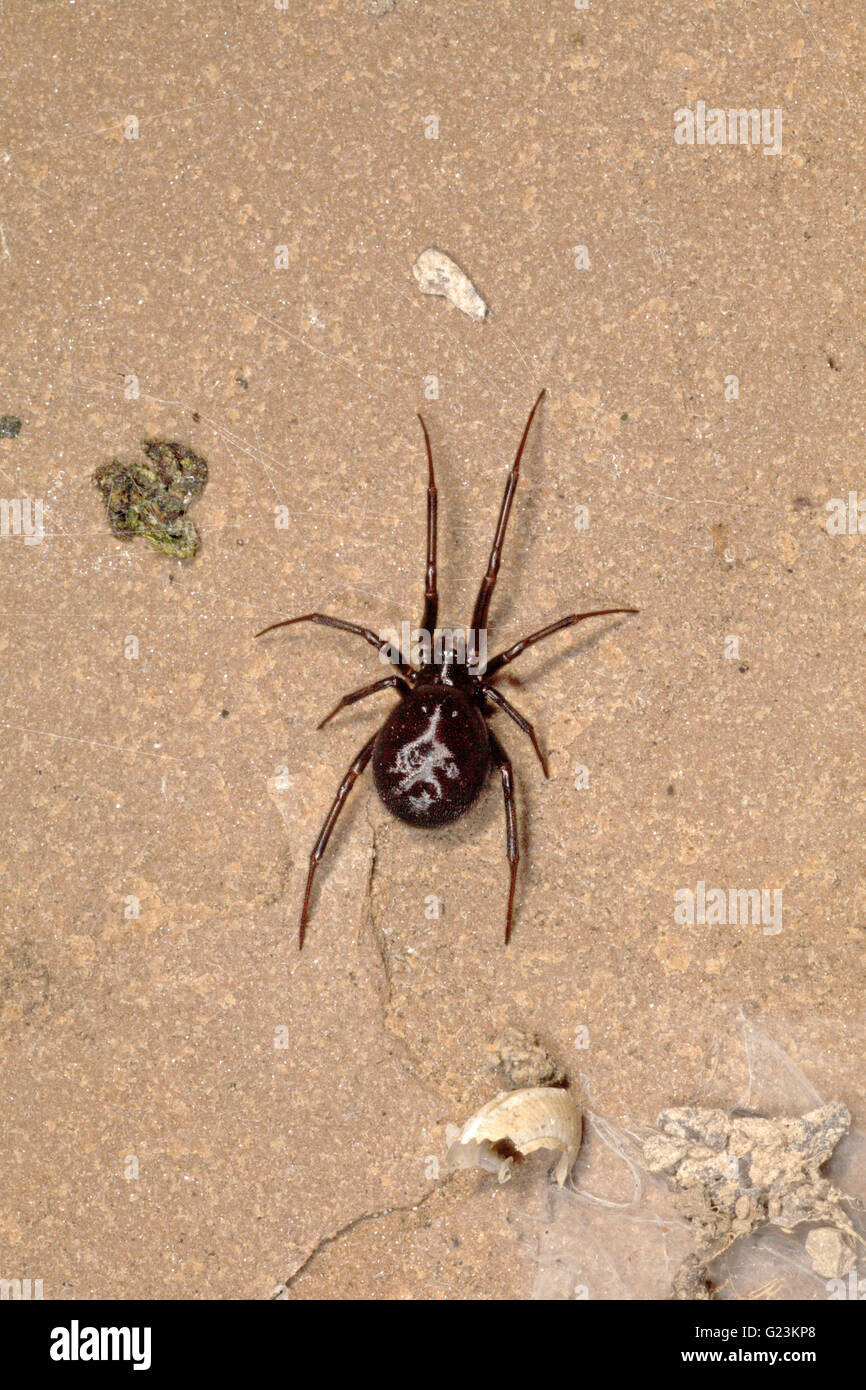 Steatoda grossa Cupboard spider Stock Photo Alamy