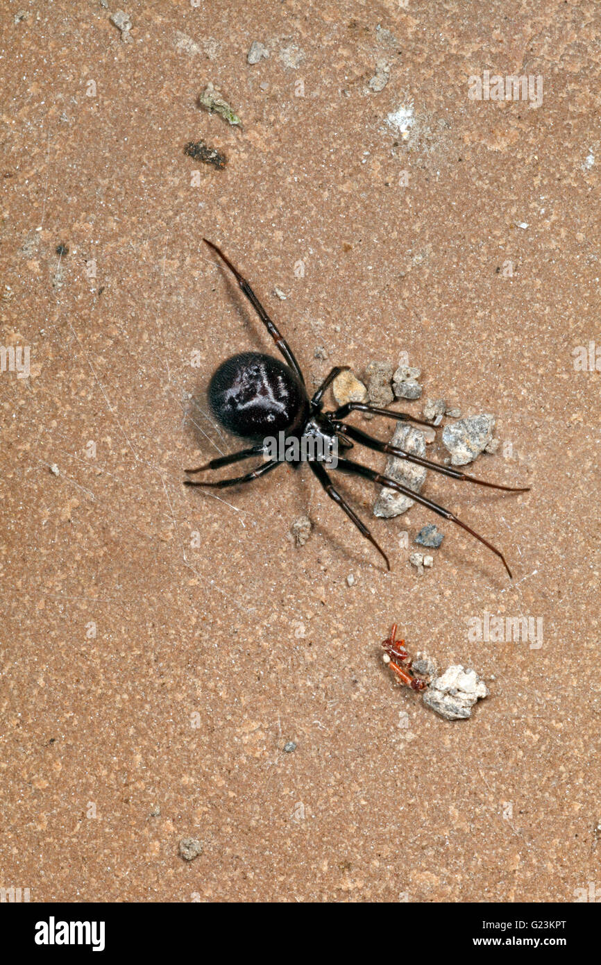 Steatoda grossa Cupboard spider Stock Photo Alamy