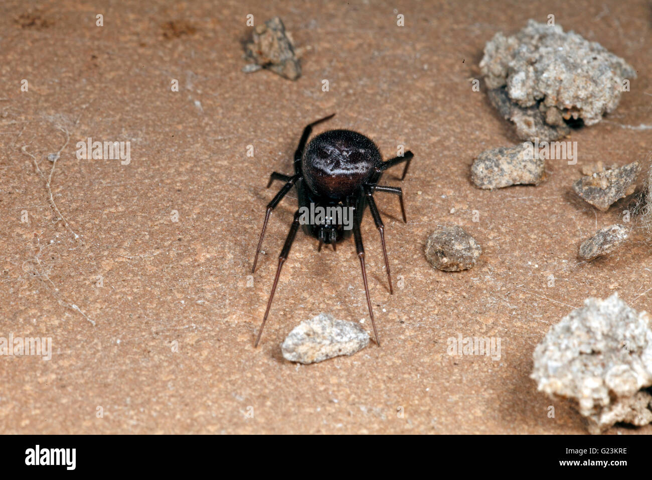 Steatoda grossa Cupboard spider. Stock Photo