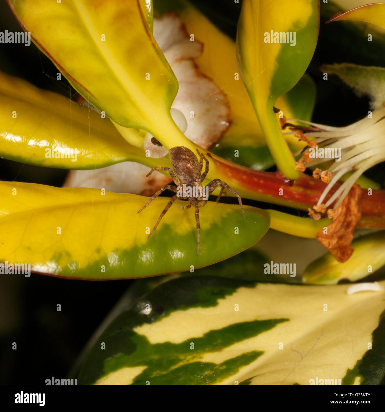 Xysticus cristatus Common crab spider, Stock Photo