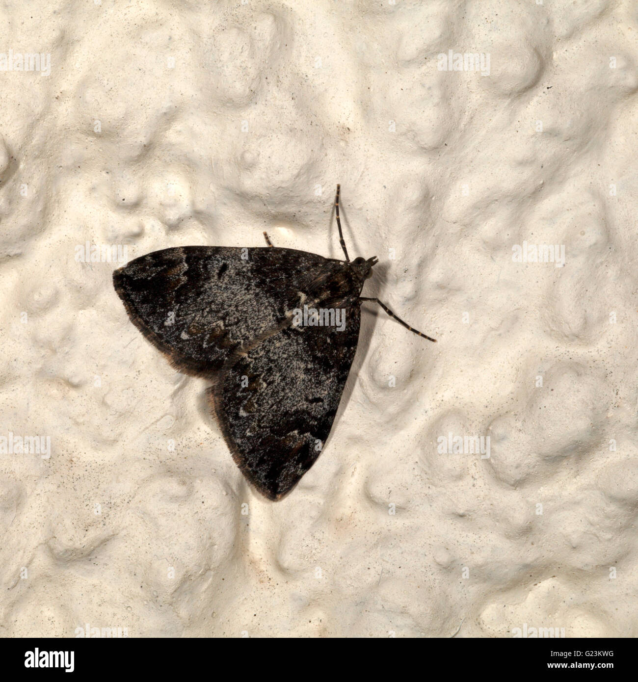 Dark Marbled Carpet Dysstroma citrata Common Marbled Carpet Dysstroma