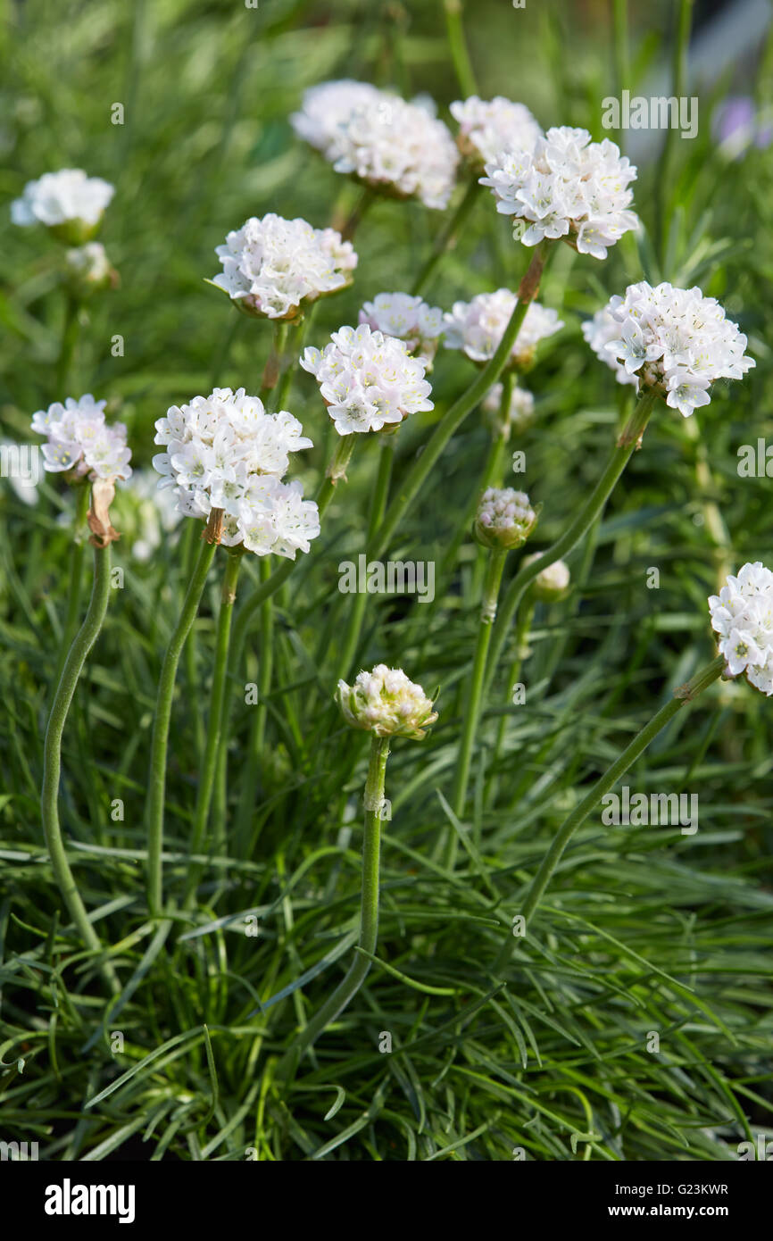 armeria maritima, thrift white flowers and plant stock photo - alamy