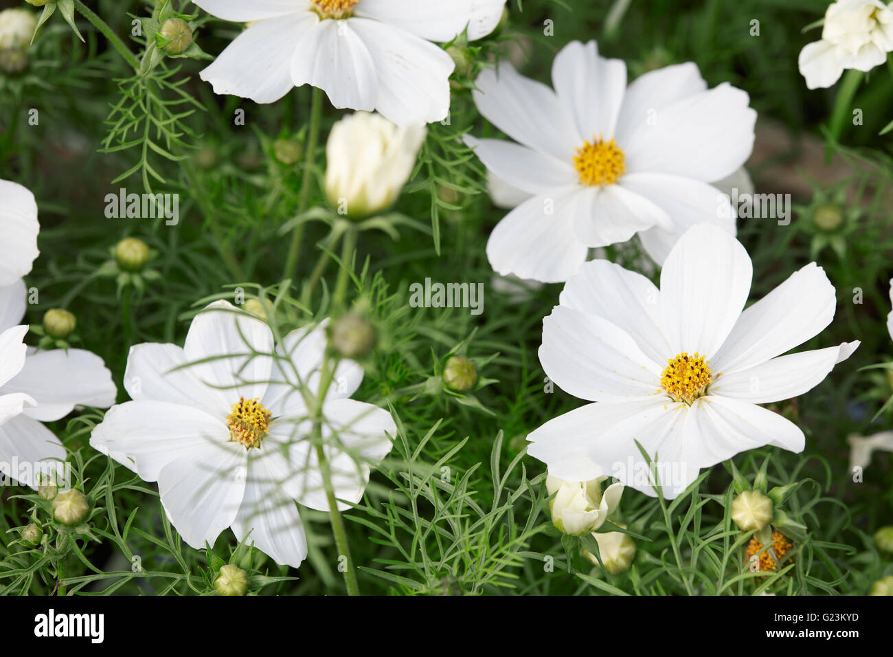 Mexican aster cosmos bipinnatus hi-res stock photography and images - Alamy