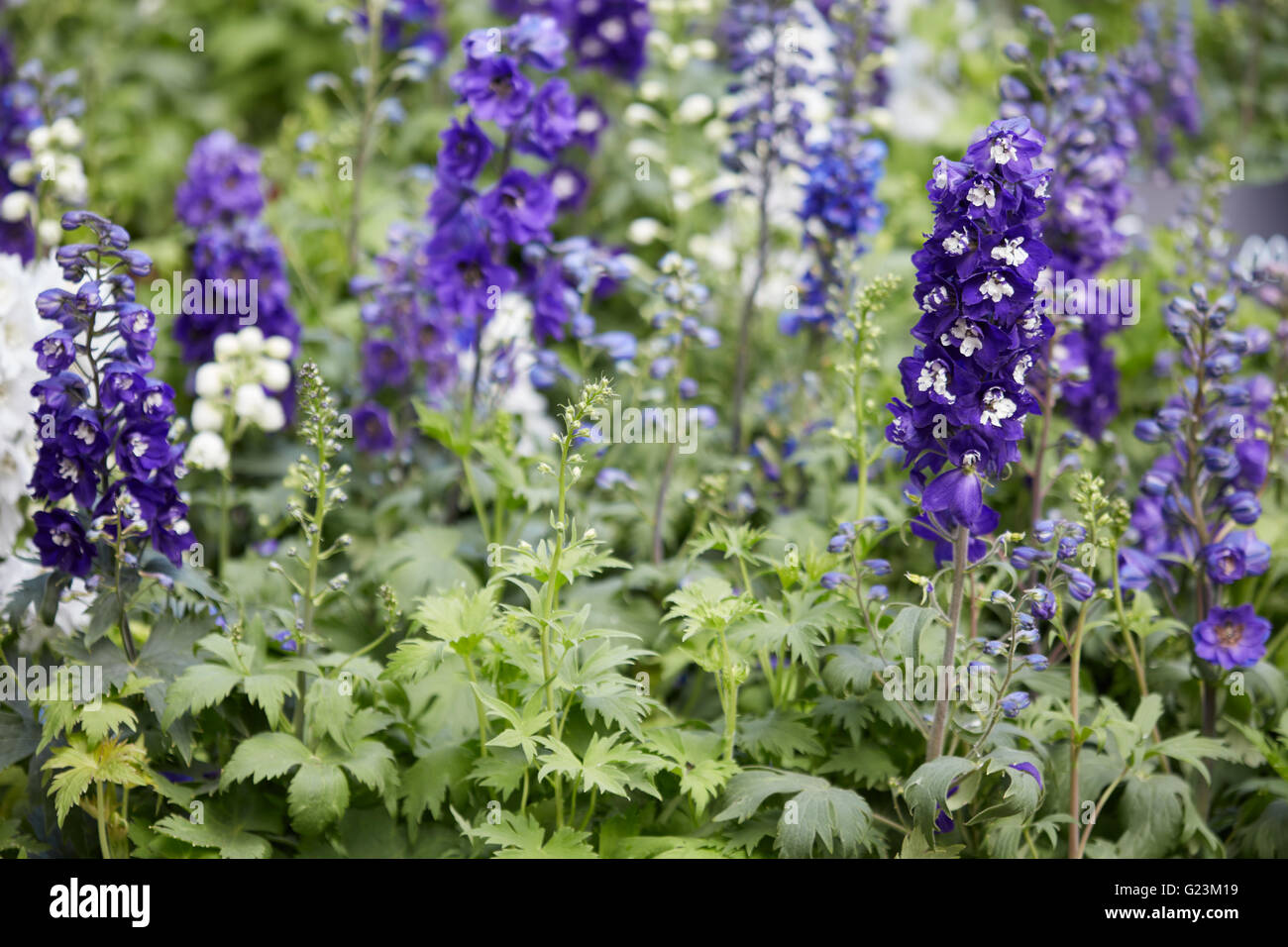 Purple larkspur flowers, Delphinium elatum Stock Photo