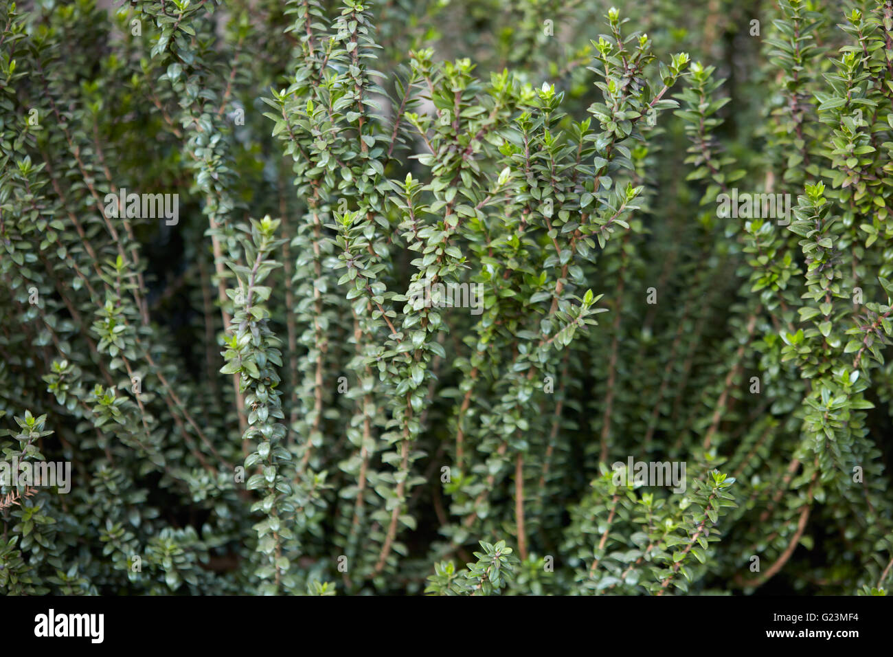 Myrtle plant, Myrtus communis background Stock Photo