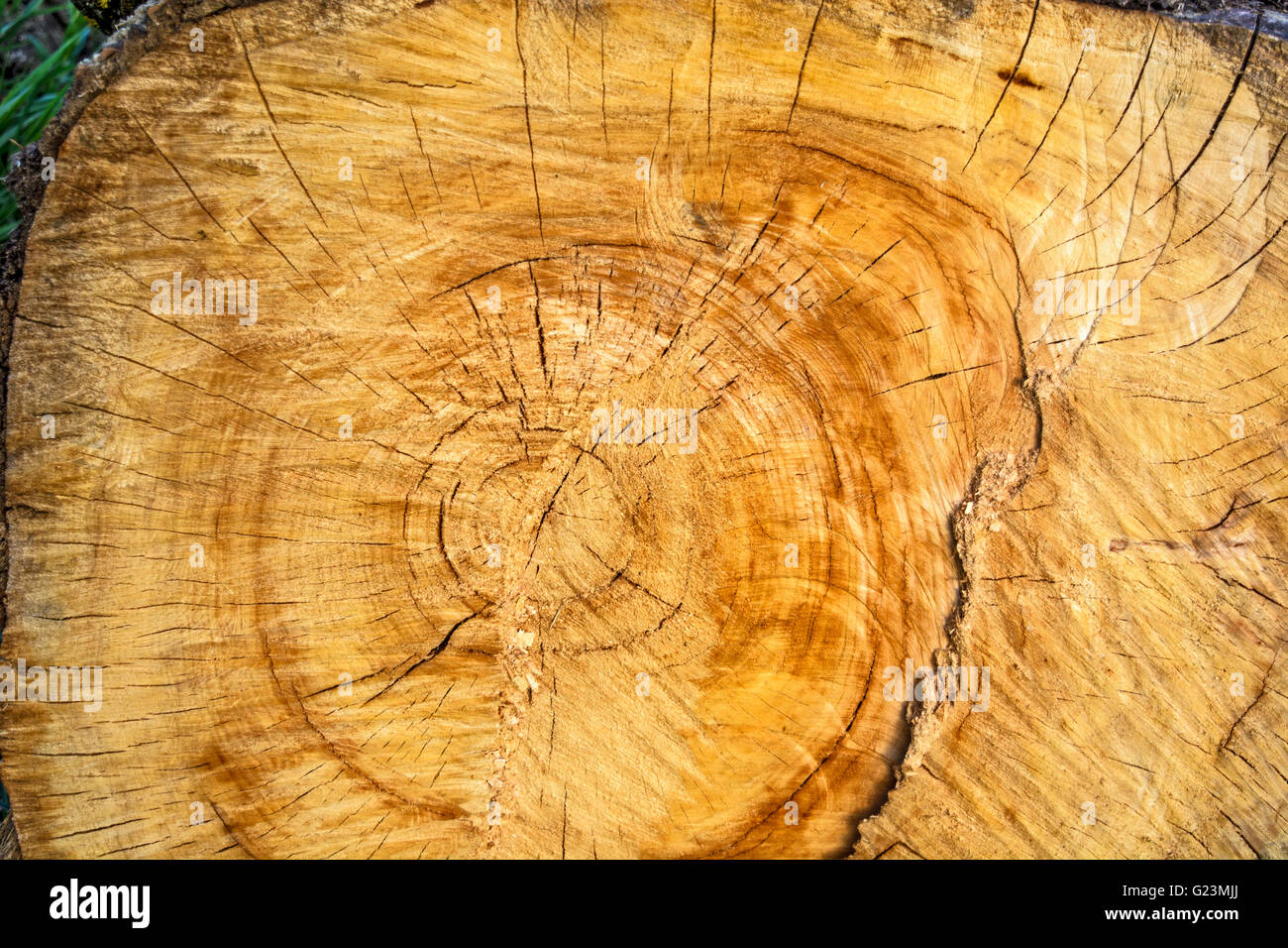 The large diameter of the tree that is cut up with a chainsaw Stock
