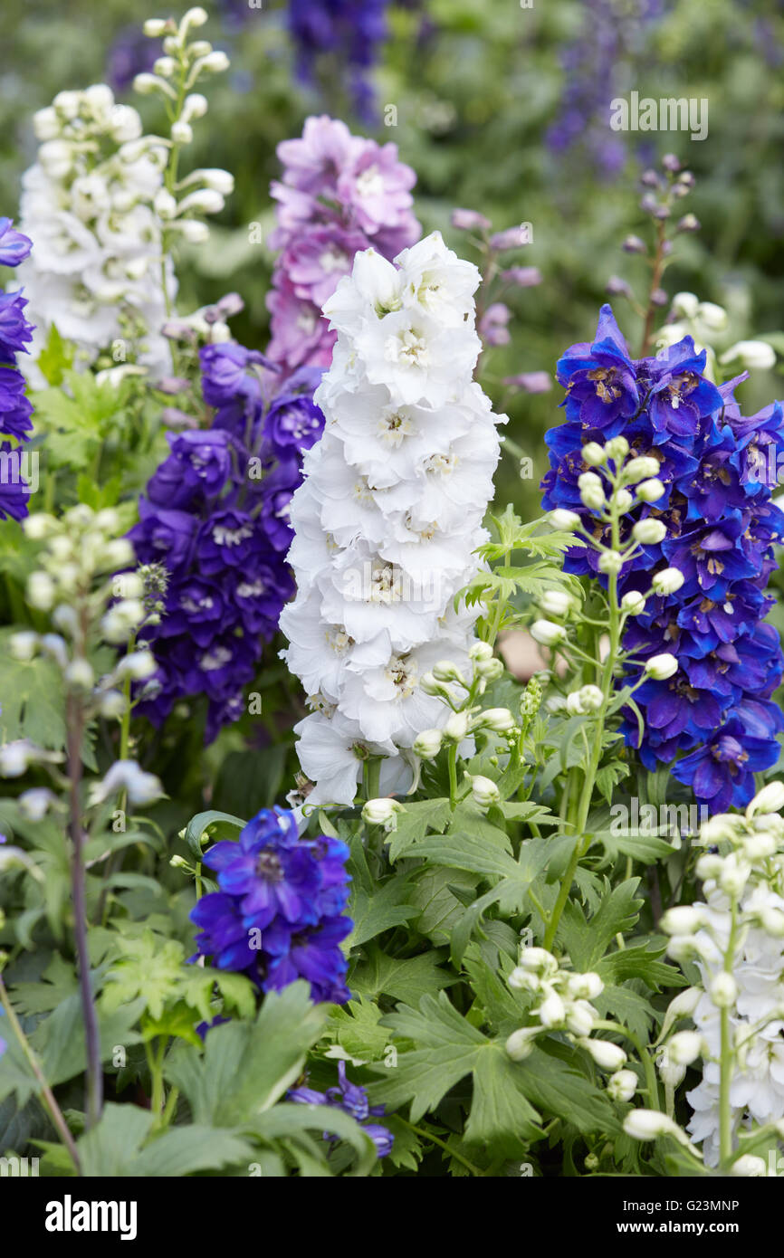 Larkspur flowers, Delphinium elatum Stock Photo