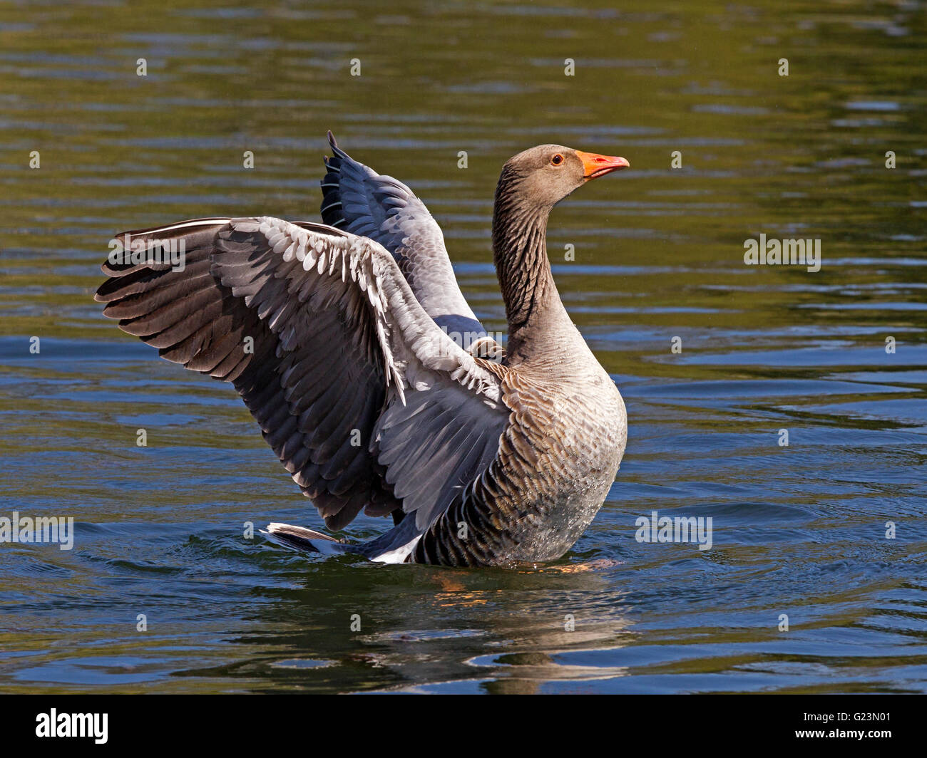 Greylag goose in water wings raised Stock Photo