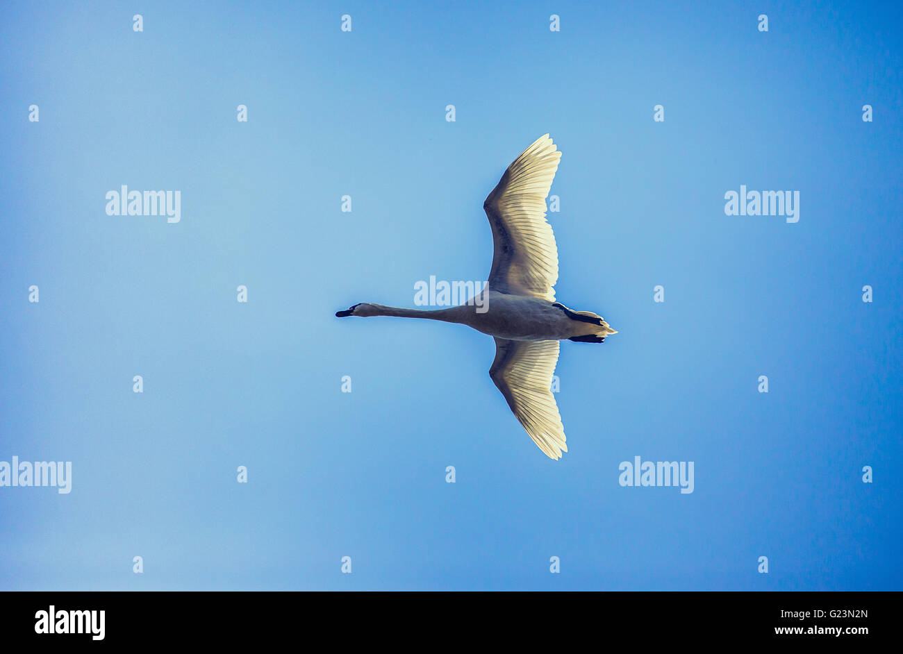 Swan flying Stock Photo