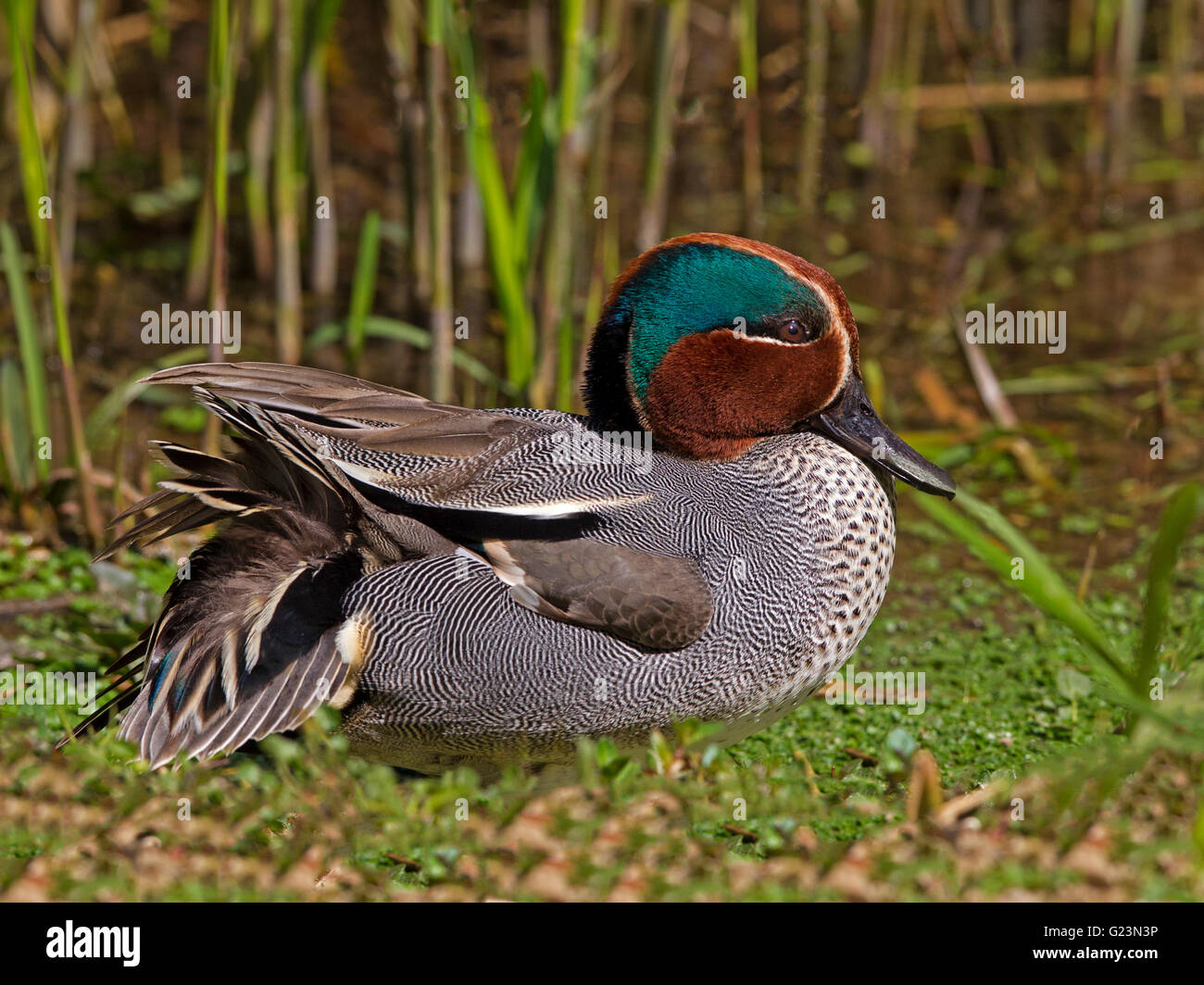 Male teal on river bank Stock Photo