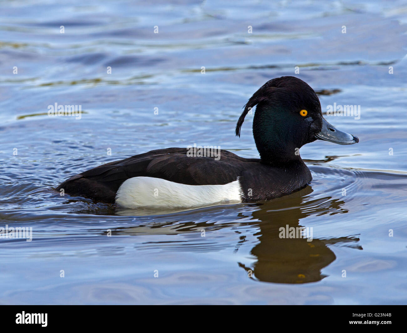 Male tufted duck swimming Stock Photo