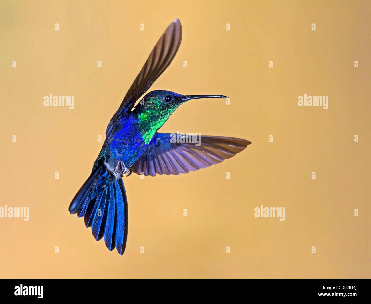 Male violet-crowned woodnymph hummingbird hovering Stock Photo - Alamy