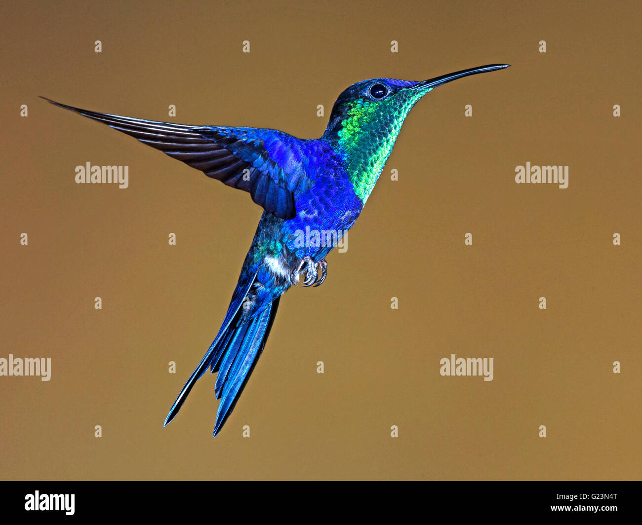 Male violet-crowned woodnymph hummingbird hovering Stock Photo - Alamy