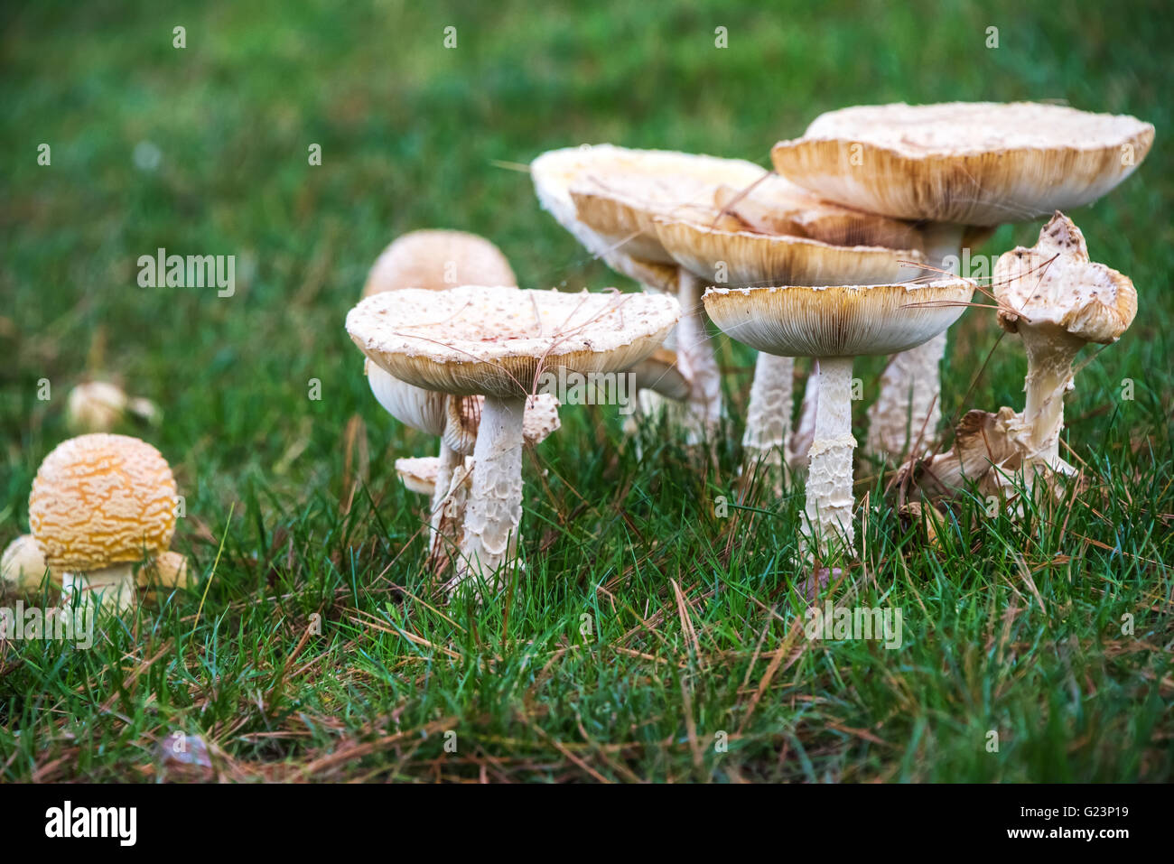 Wild mushroom plants in the wild Stock Photo