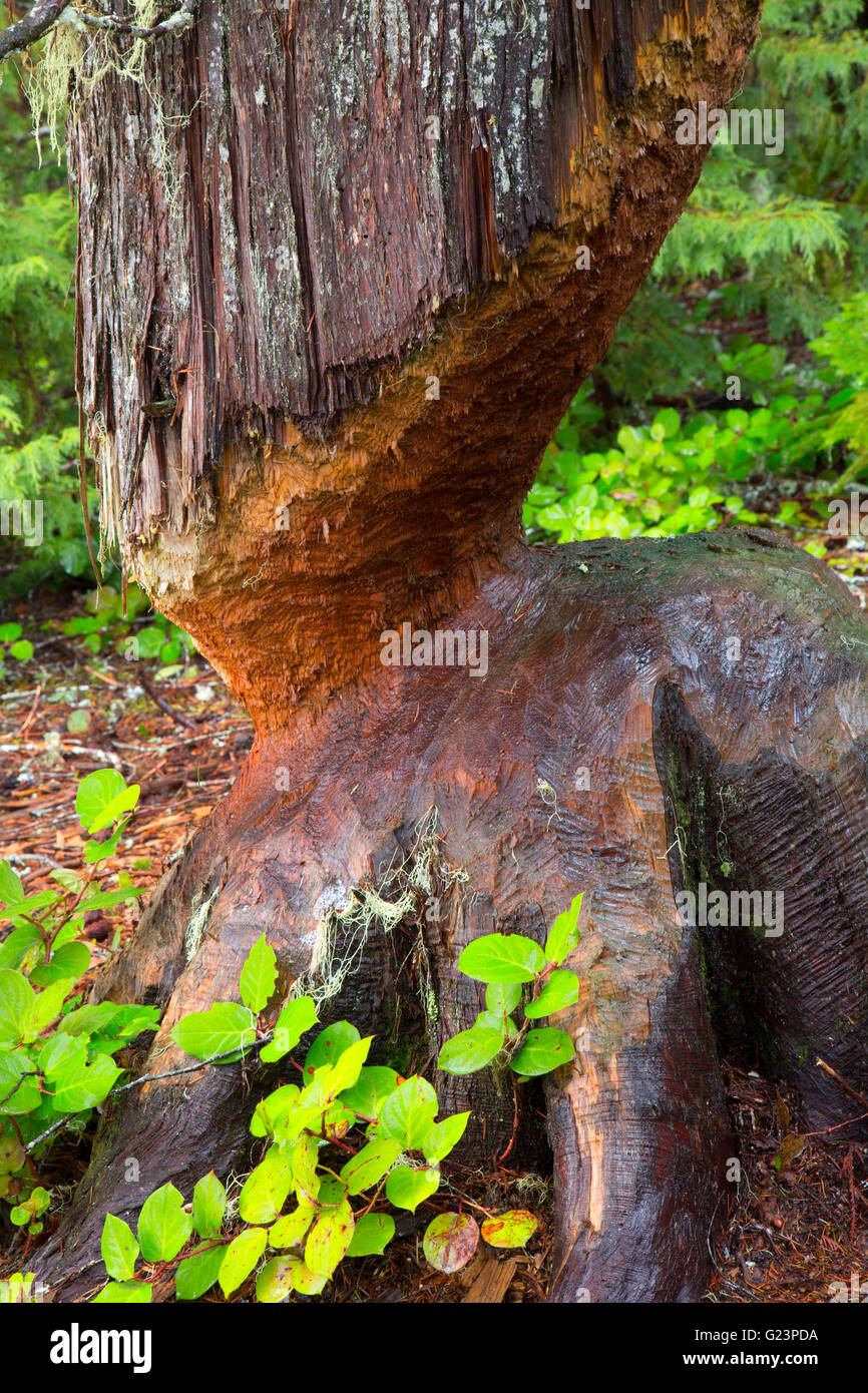 Beaver tree along Trail of the Shadows, Mt Rainier National Park, Washington Stock Photo