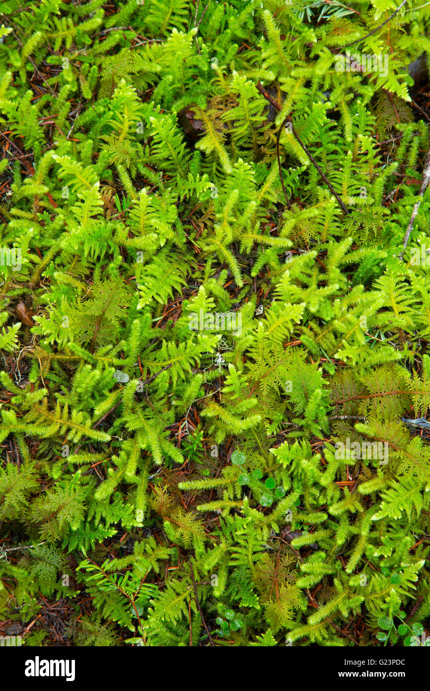 Club moss along Wonderland Trail, Mt Rainier National Park, Washington Stock Photo