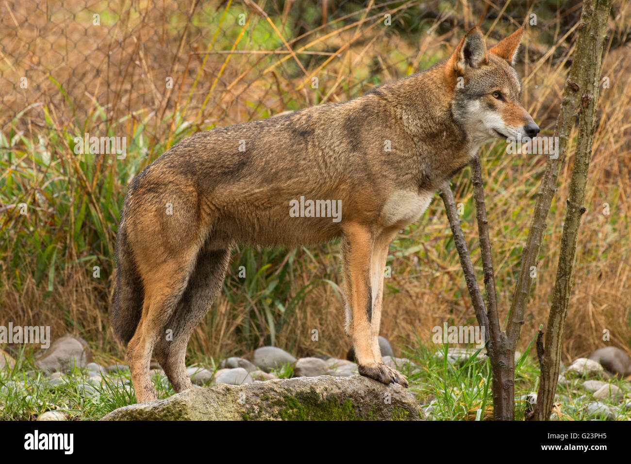 Red wolf, Point Defiance Zoo and Aquarium, Point Defiance Park, Tacoma, Washington Stock Photo