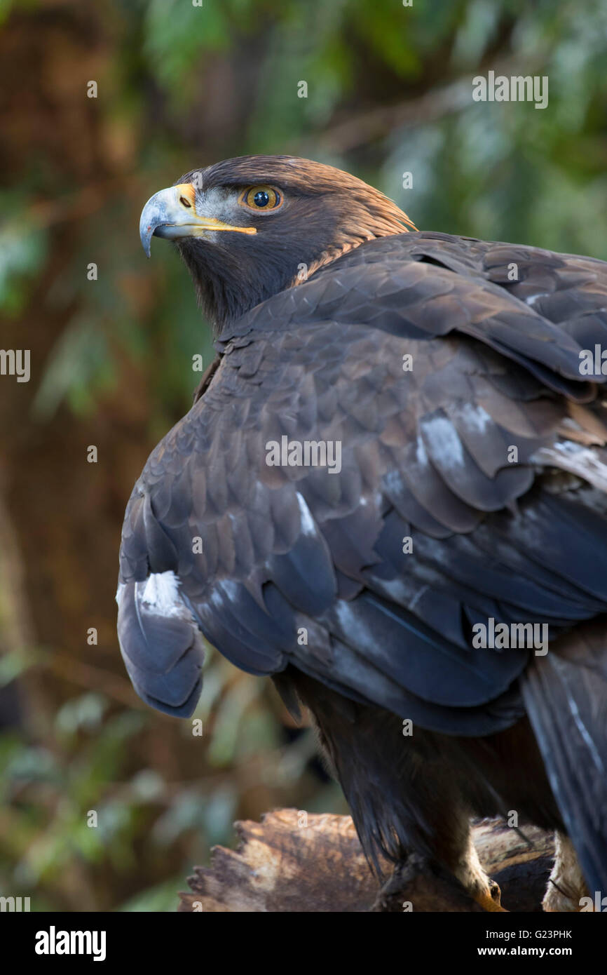 Golden eagle, Northwest Trek Wildlife Park, Washington Stock Photo Alamy