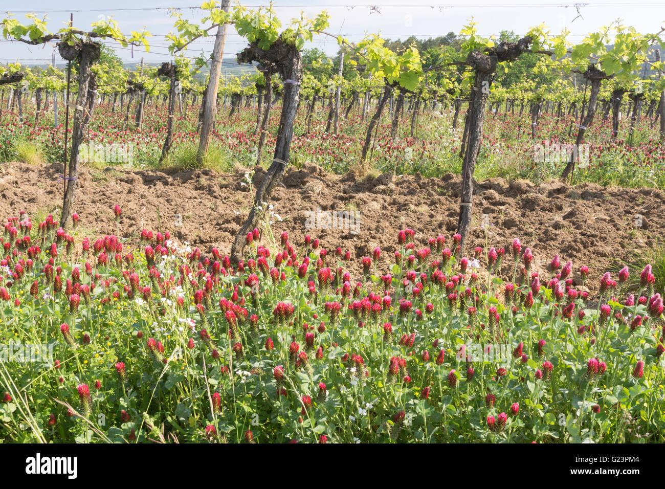Trifolium incarnatum, known as crimson clover (or Italian clover), growing between grapevines in Austria for nitrogen fixation. Theme: EU  subsidy Stock Photo