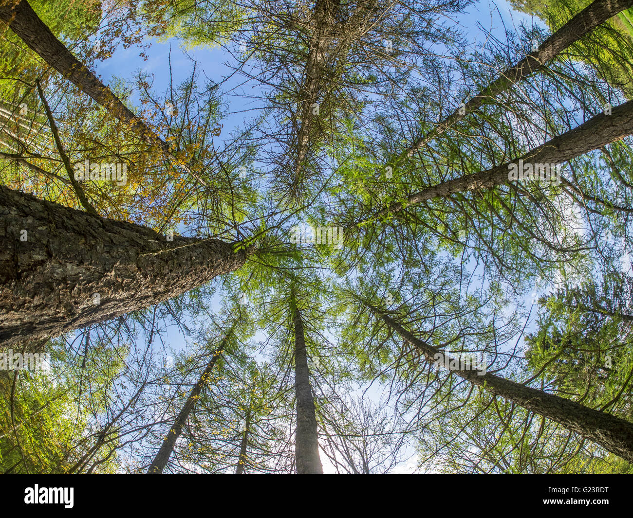 trees from the bottom up Stock Photo - Alamy