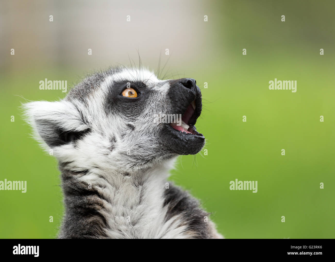 Close up portrait of ring tailed lemur Stock Photo