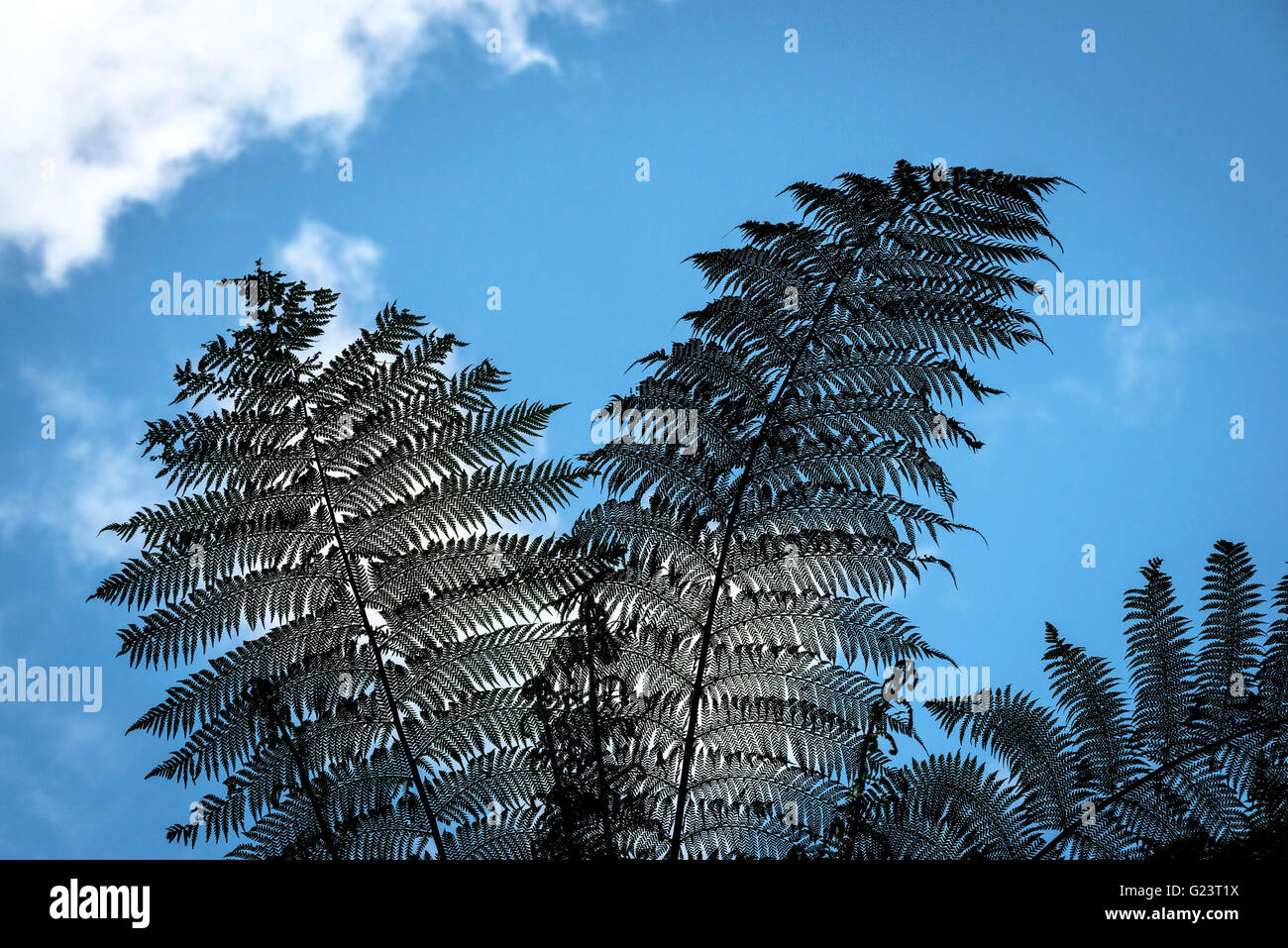 The silhouette of Tree Fern fronds against a blue sky. Stock Photo