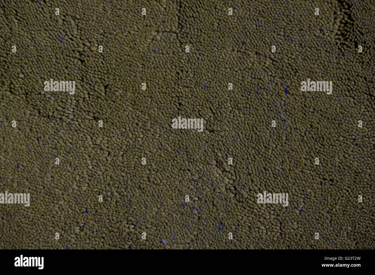 detailed macro shot of a texture of carpet Stock Photo