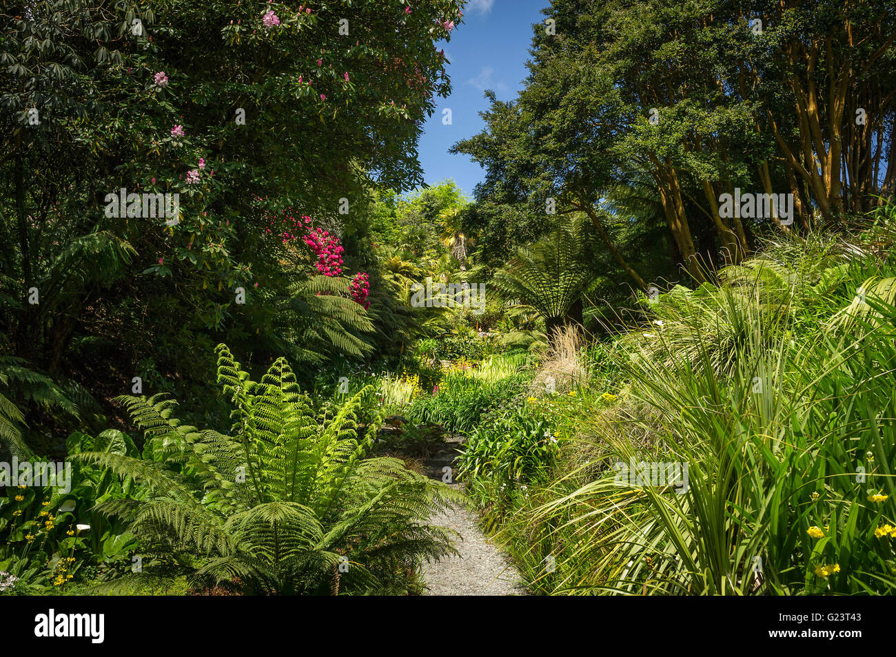 Trebah Gardens in Cornwall. Stock Photo