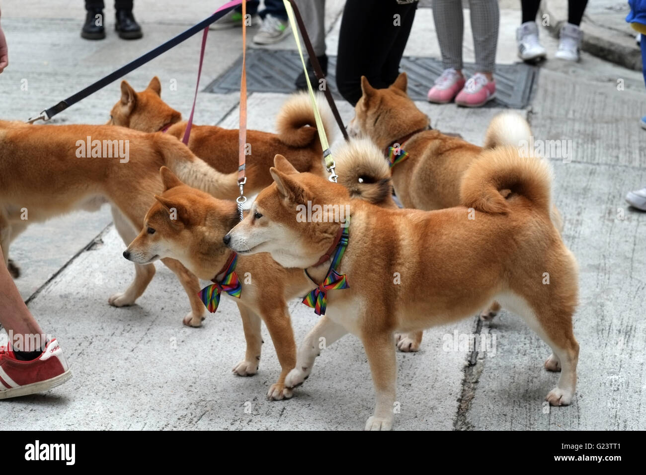 Dogs being walked by professional dog walker, Hong Kong Stock Photo - Alamy