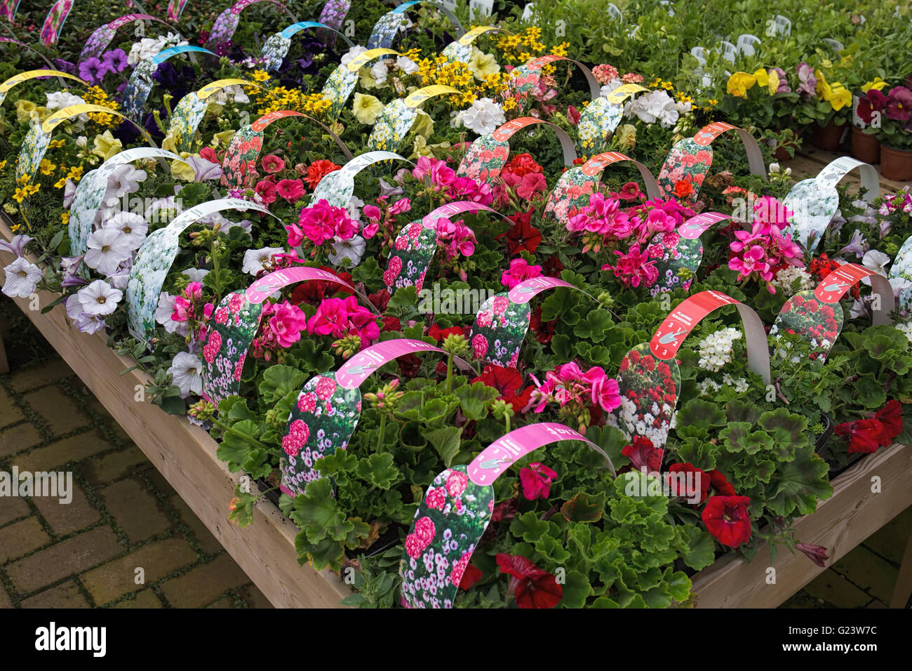 Geraniums for sale at a garden centre Stock Photo