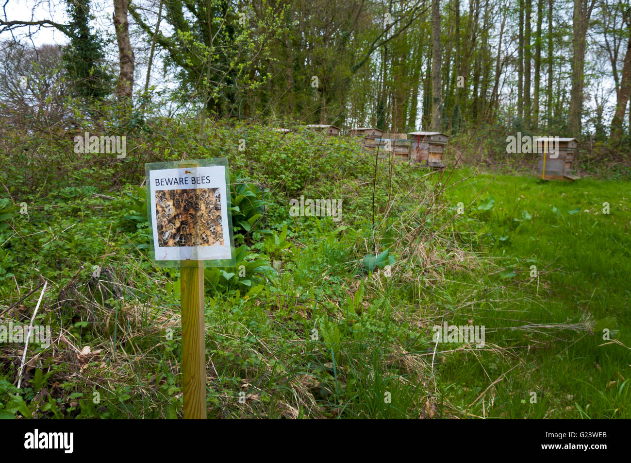 Sign saying Beware Bees in Batheaston, Somerset, England, UK Stock Photo